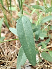 Atriplex patula