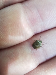 Eysarcoris ventralis