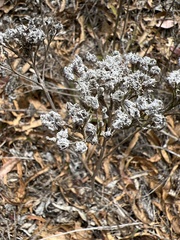Limonium californicum