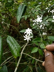 Jasminum multipartitum