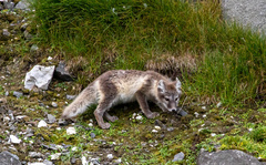 Vulpes lagopus