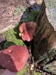 Tricholomopsis rutilans