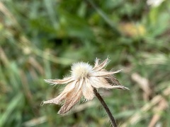 Knautia arvensis