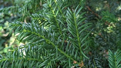 Taxus baccata