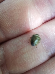 Eysarcoris ventralis