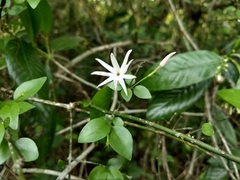 Jasminum multipartitum
