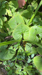 Asarum canadense