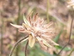 Knautia arvensis