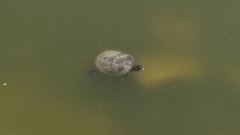 Emydidae