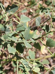 Hosackia crassifolia
