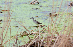 Tringa stagnatilis
