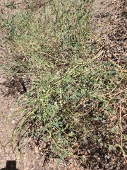 Hosackia crassifolia