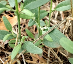 Atriplex patula