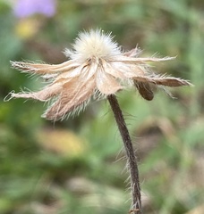 Knautia arvensis