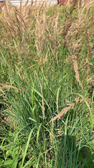 Calamagrostis epigejos