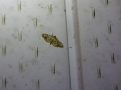 Herpetogramma thestealis