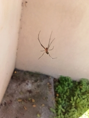 Leucauge argyra