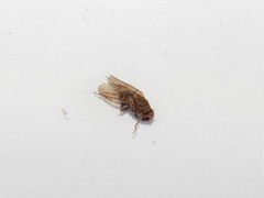Drosophila repleta