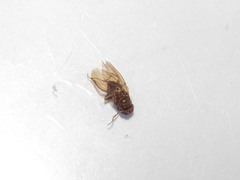 Drosophila repleta