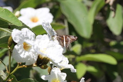 Chioides albofasciatus