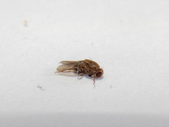 Drosophila repleta