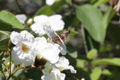 Chioides albofasciatus