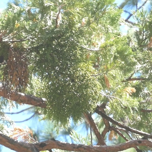 Incense cedar mistletoe (Phoradendron libocedri)