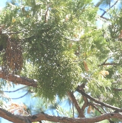 Phoradendron juniperinum