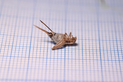 Arachnocephalus vestitus