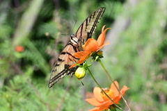 Papilio multicaudata multicaudata