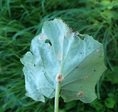 Puccinia poarum