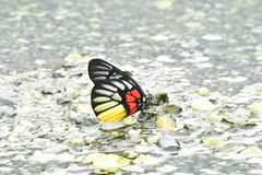 Delias pasithoe