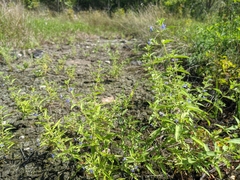 Trichostema brachiatum