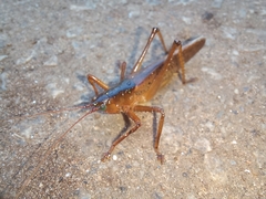 Iaratrox