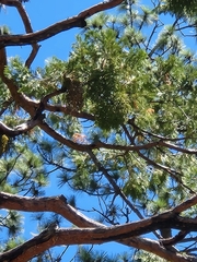 Phoradendron juniperinum