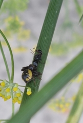 Synema globosum