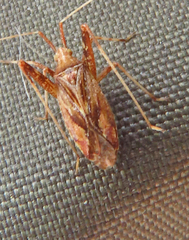 Phytocoris