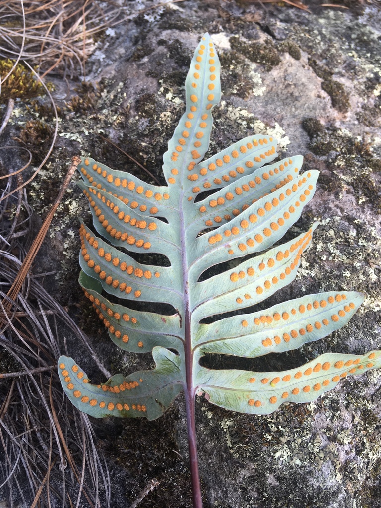 Phlebodium araneosum