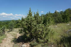 Juniperus deltoides