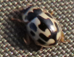 Propylea quatuordecimpunctata