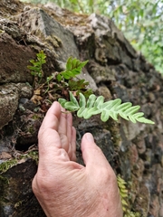 Polypodium
