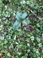 Persicaria virginiana