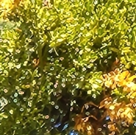 Image of Phoradendron pauciflorum by no rights reserved