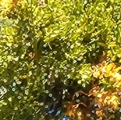 Phoradendron pauciflorum