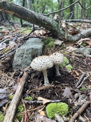 Amanita cokeri
