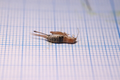 Arachnocephalus vestitus