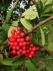 Sorbus aucuparia