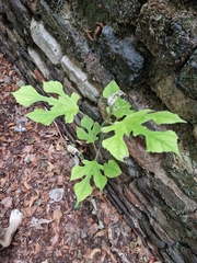 Broussonetia papyrifera
