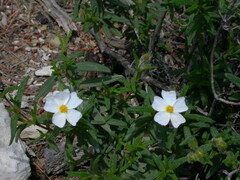 Cistus monspeliensis
