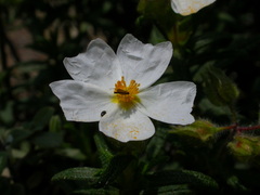 Cistus monspeliensis